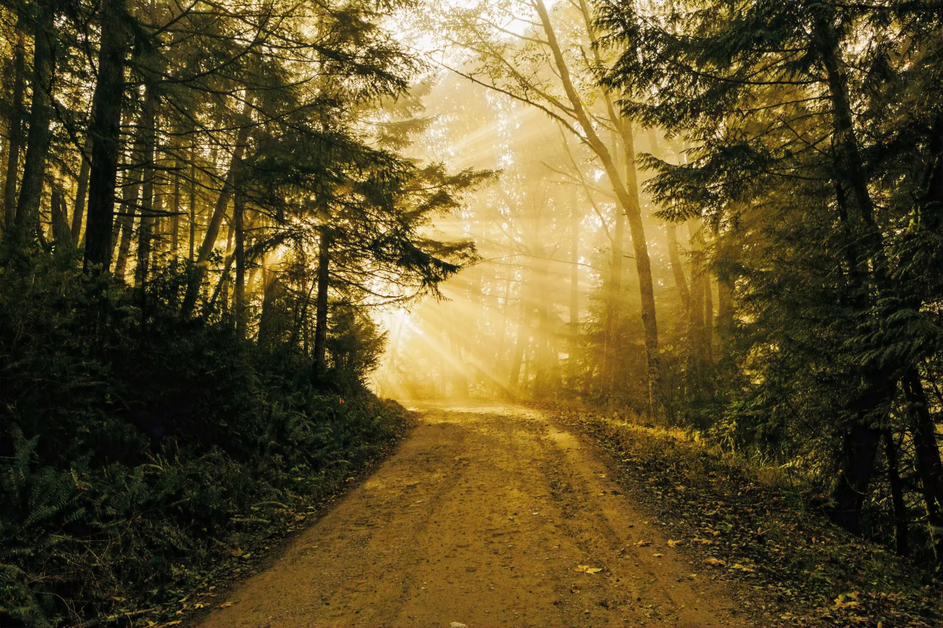 Placeholder — a forest path in golden-hour light
