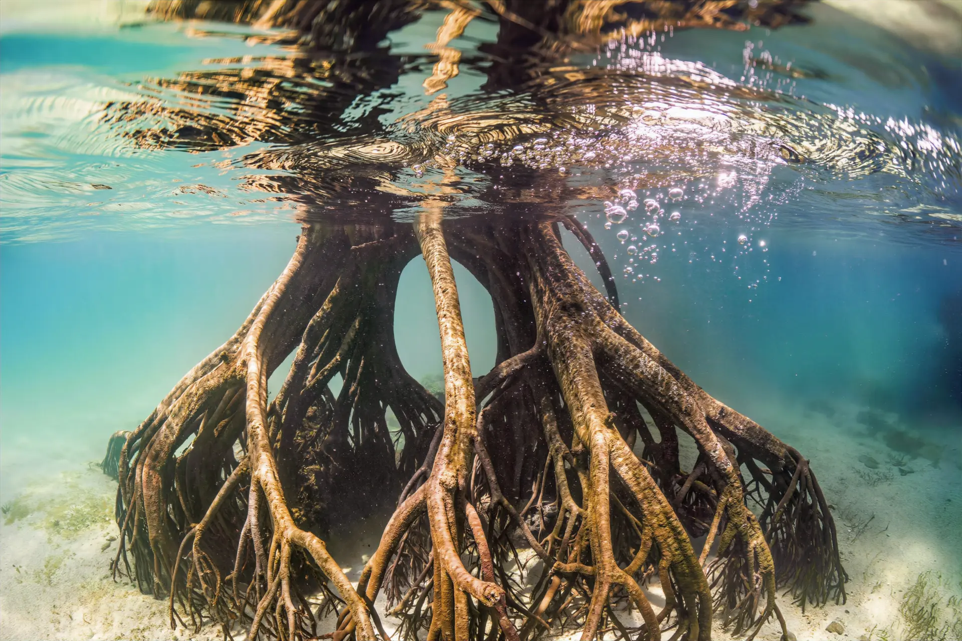 Underwater view of mangrove tree roots in clear shallow water